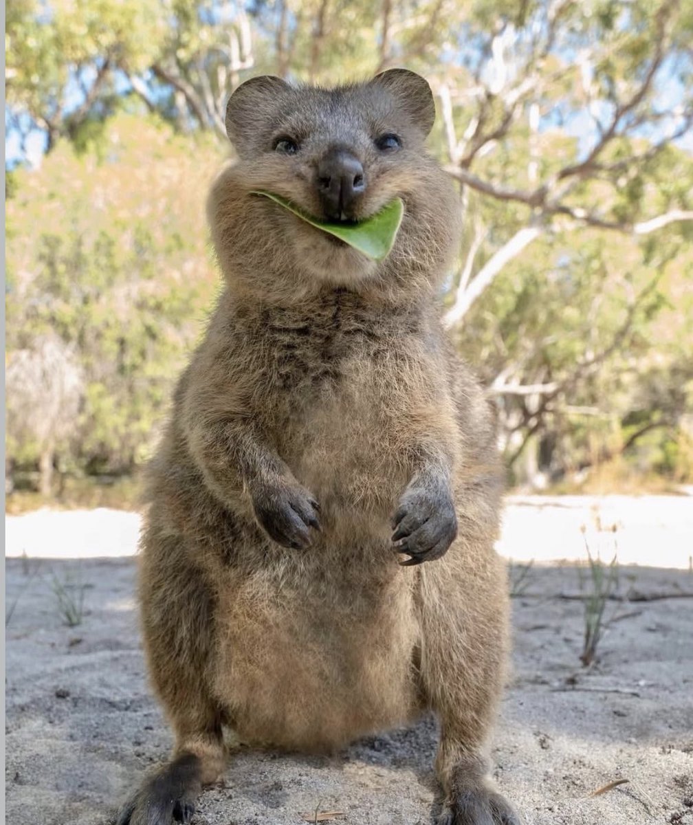 folkative tweet media