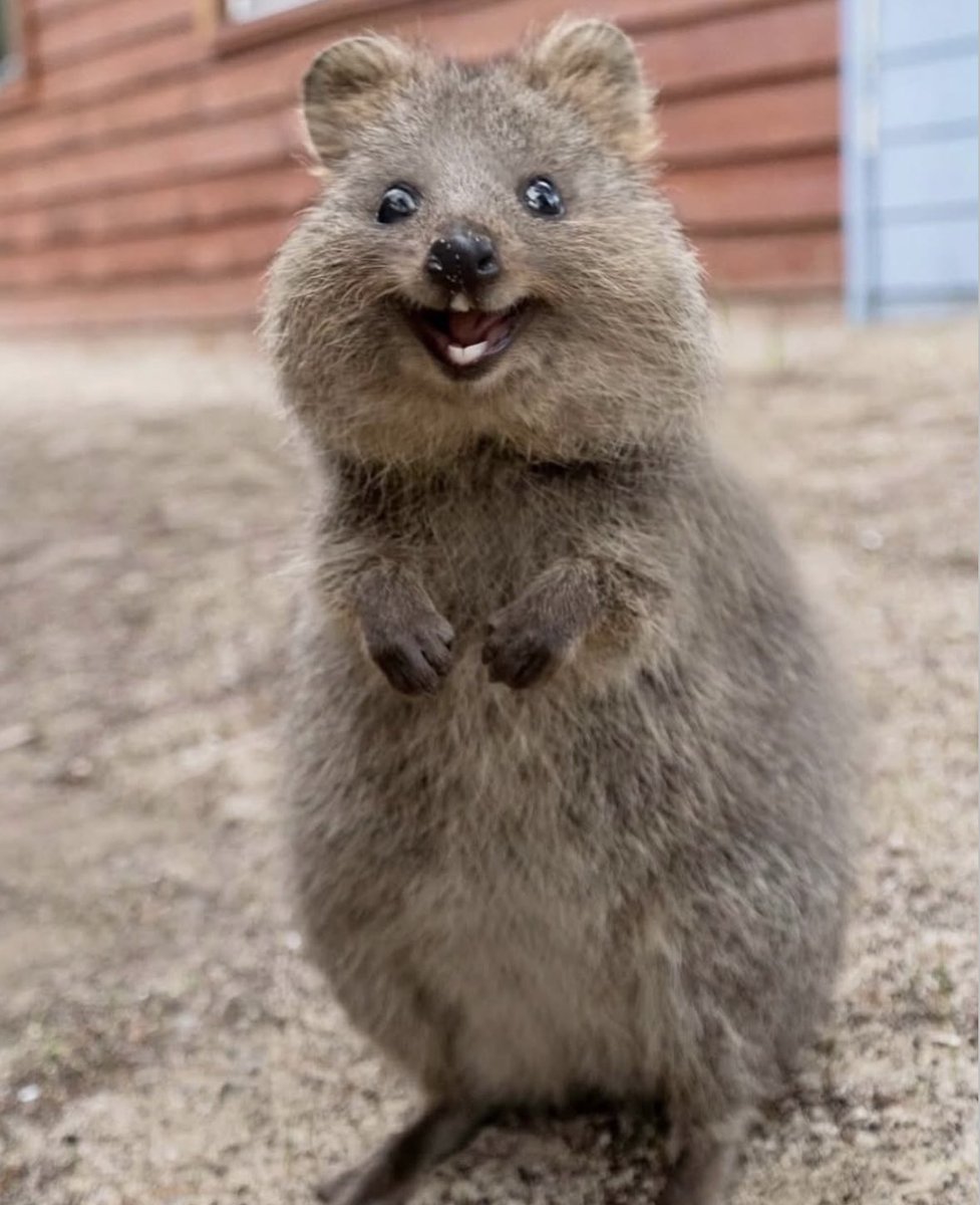 folkative tweet media