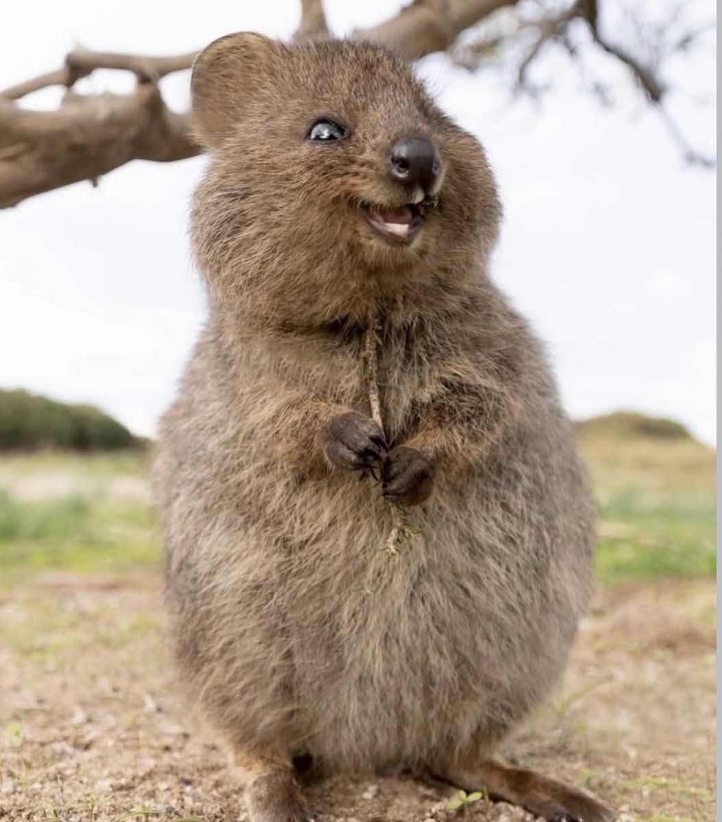 folkative tweet media