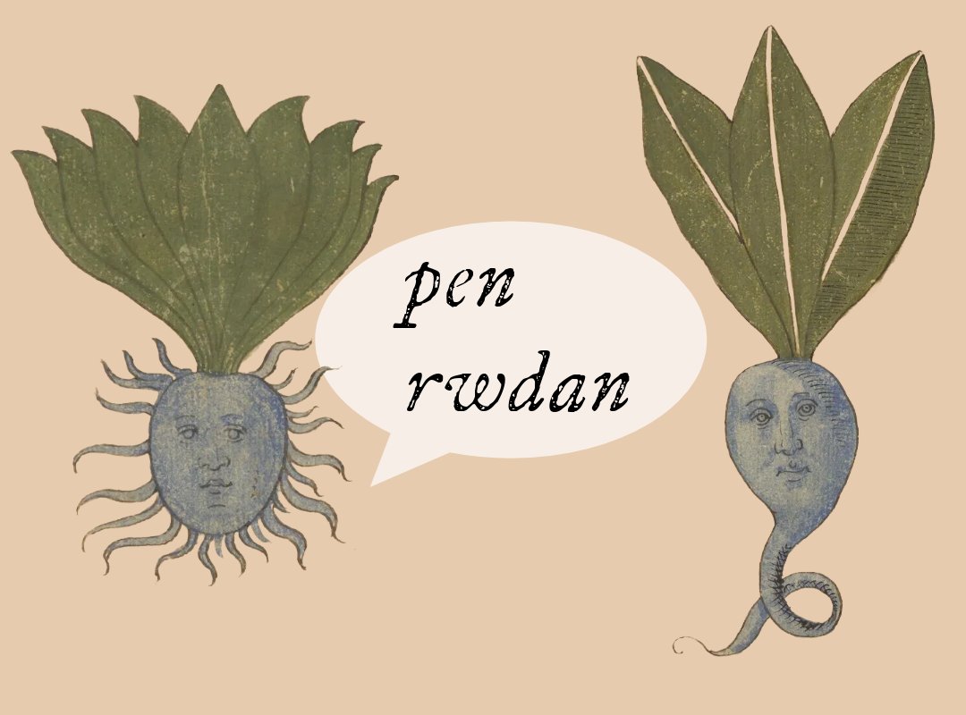 GPC Welsh dictionary tweet media