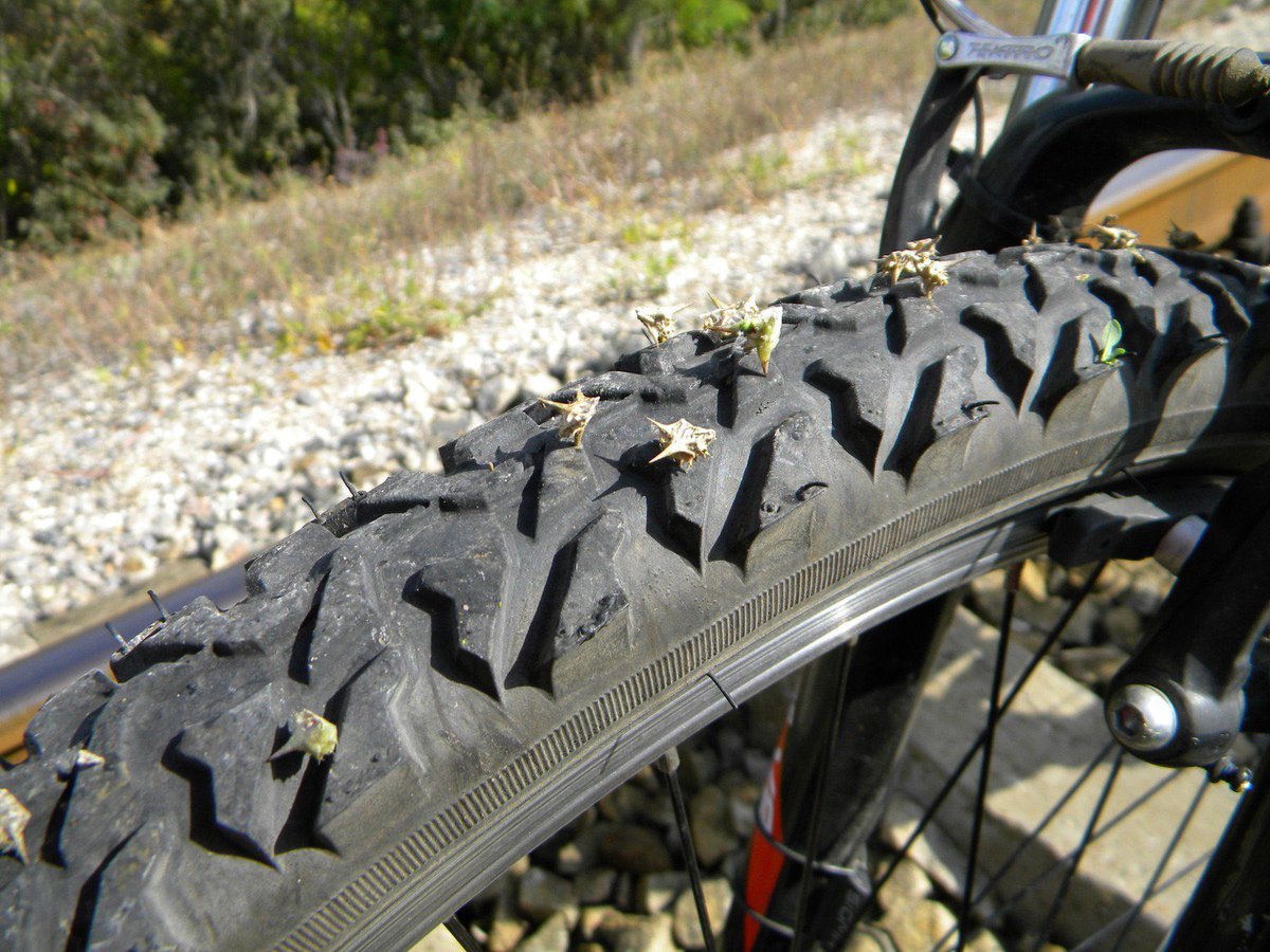 Prodigy123 tweet media