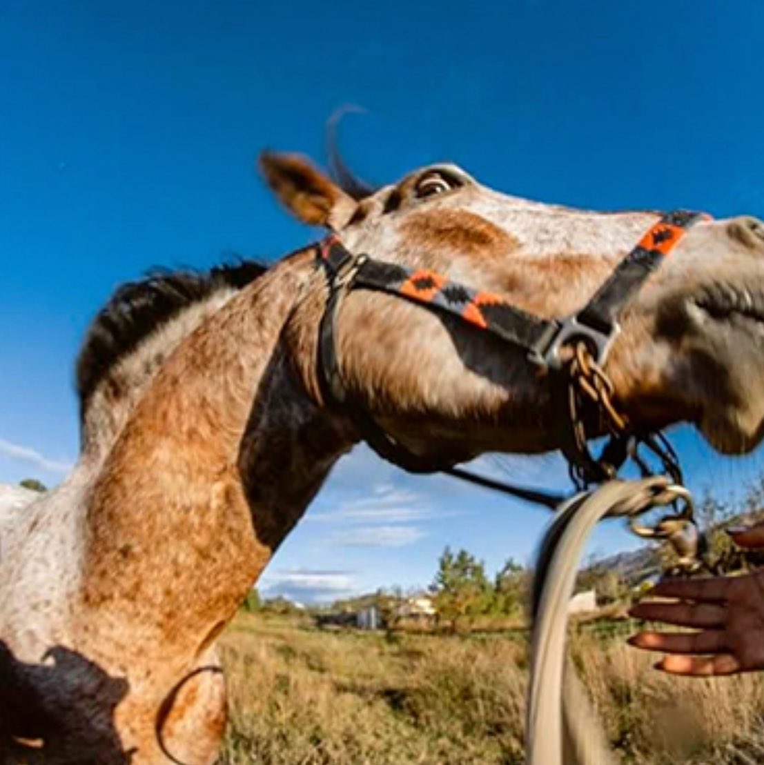 Adria Polo tweet media