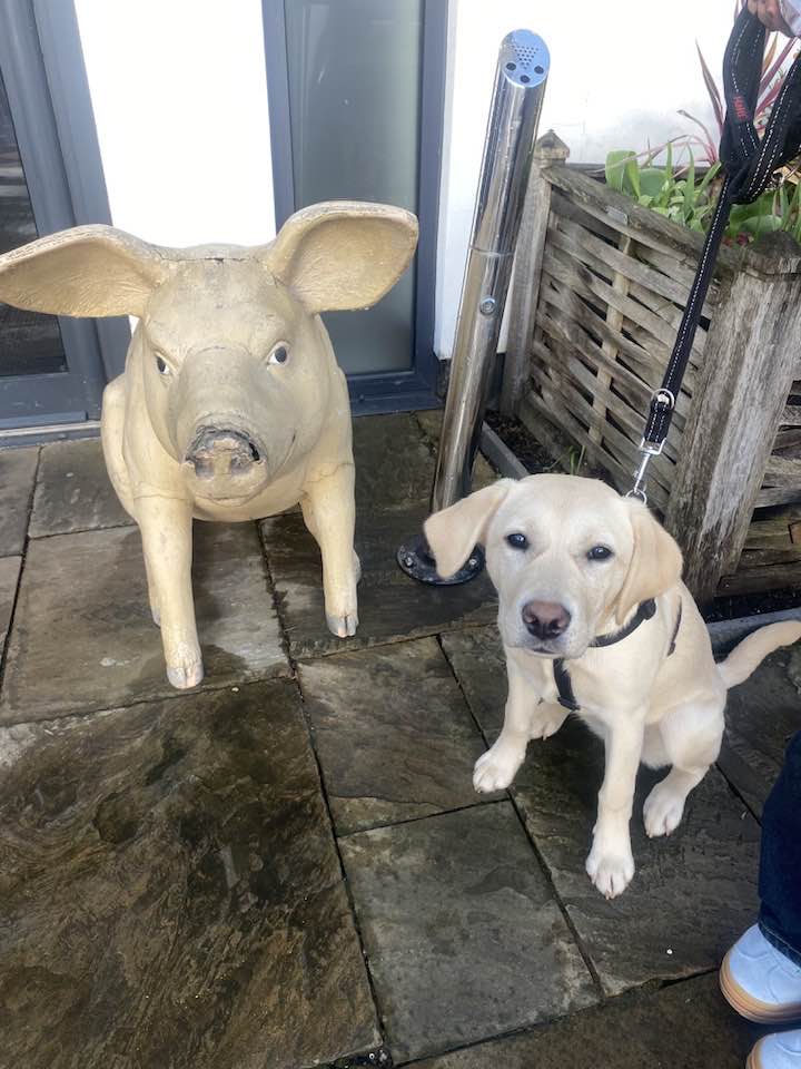 Hearing Dogs for Deaf People tweet media