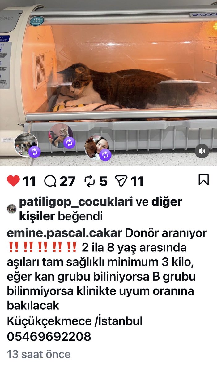 İstanbul - Küçükçekmece Kedi için acil B Grubu kan aranıyor !!!