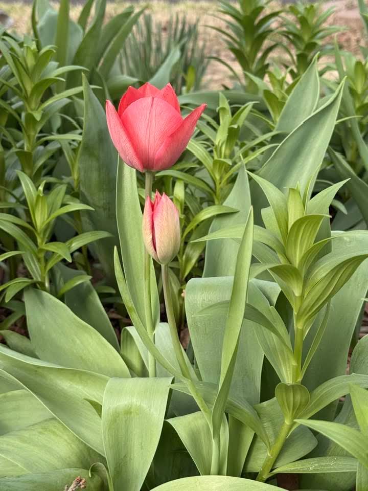 Linda 🇺🇸 🇺🇦 tweet media