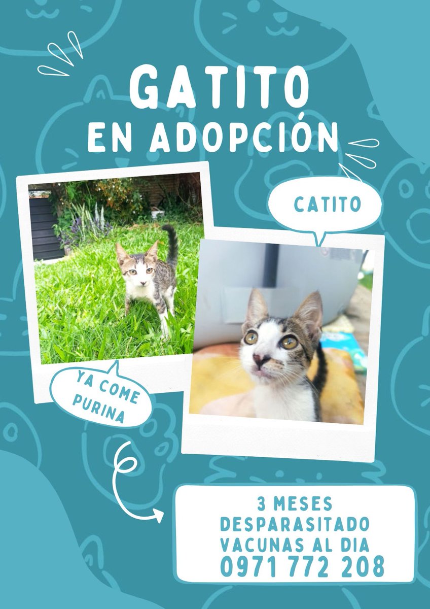 Michis en adopción responsable RT 👇🏻