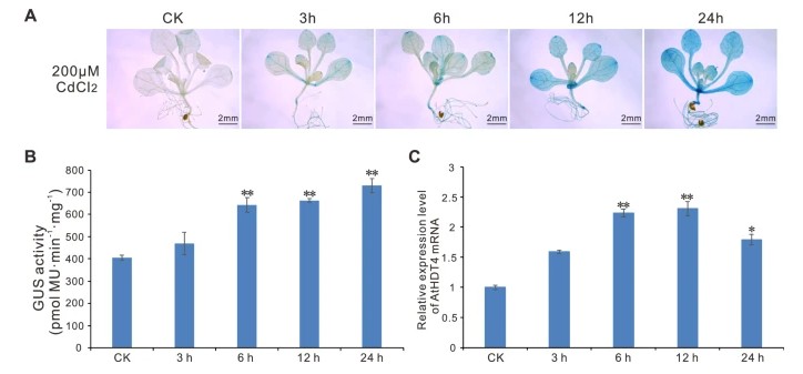 Plant Cell Reports tweet media