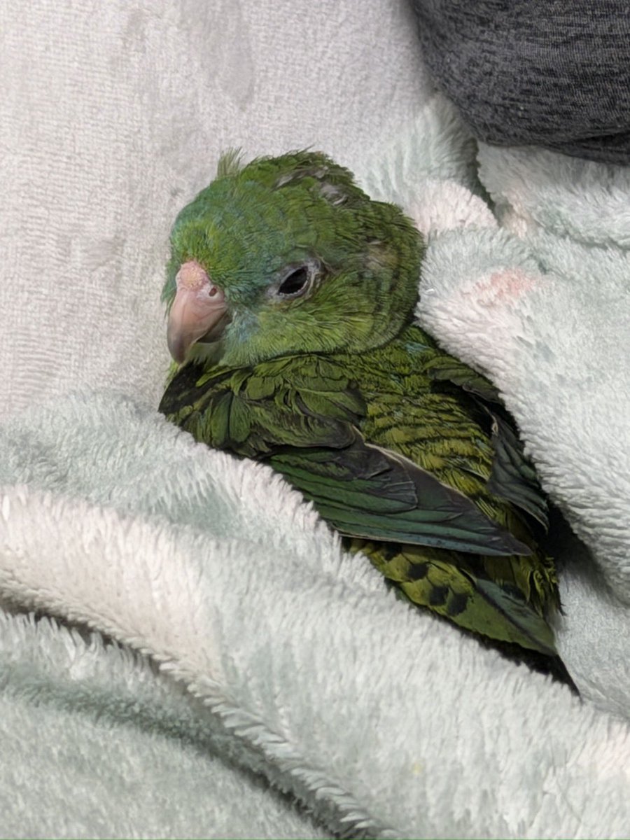 ぷくもけ tweet media