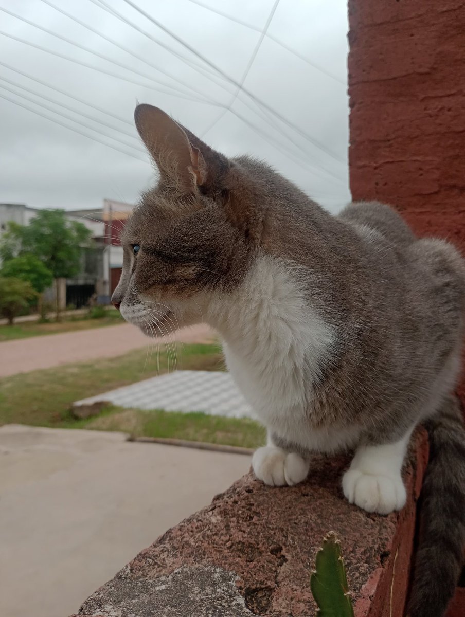 junior y Milo🐱🐱 tweet media