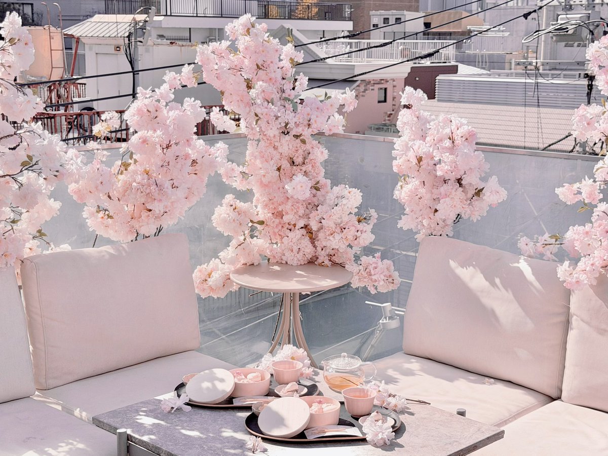 ⋱ 🌸 ⋰ ⋱🌸⋰ ⋱🌸⋰ ⋱🌸⋰ ⋱🌸⋰ 表参道に出来た 【期間限定】桜