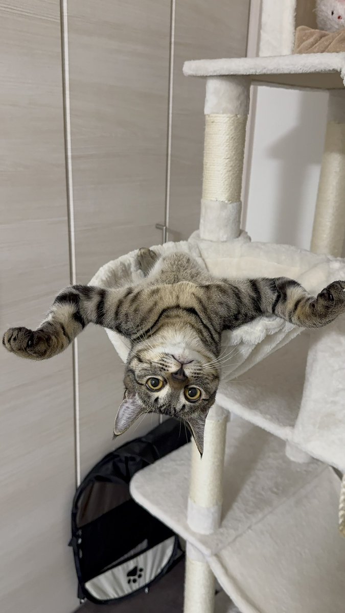 くちゃみ tweet media