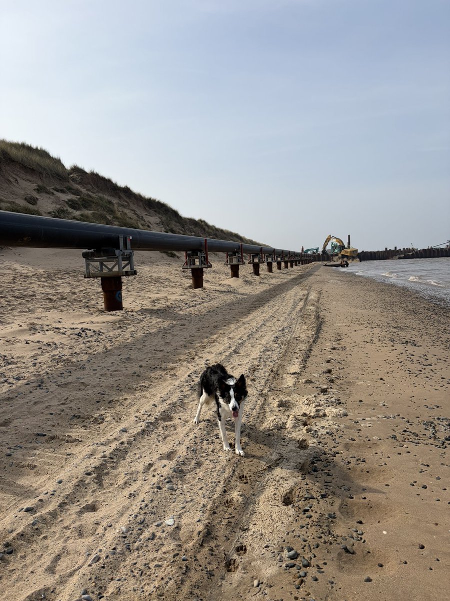 Puppy Bess and Auntie Kes tweet media