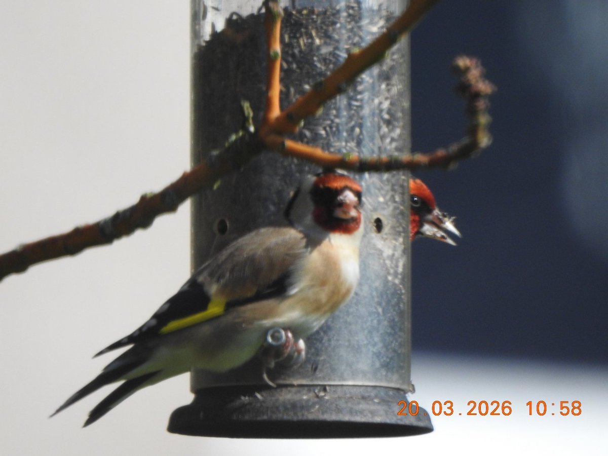 1st.Goldfinches in the garden ,for a long time.