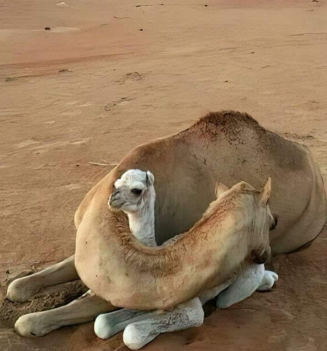 World's Amazing Things tweet media