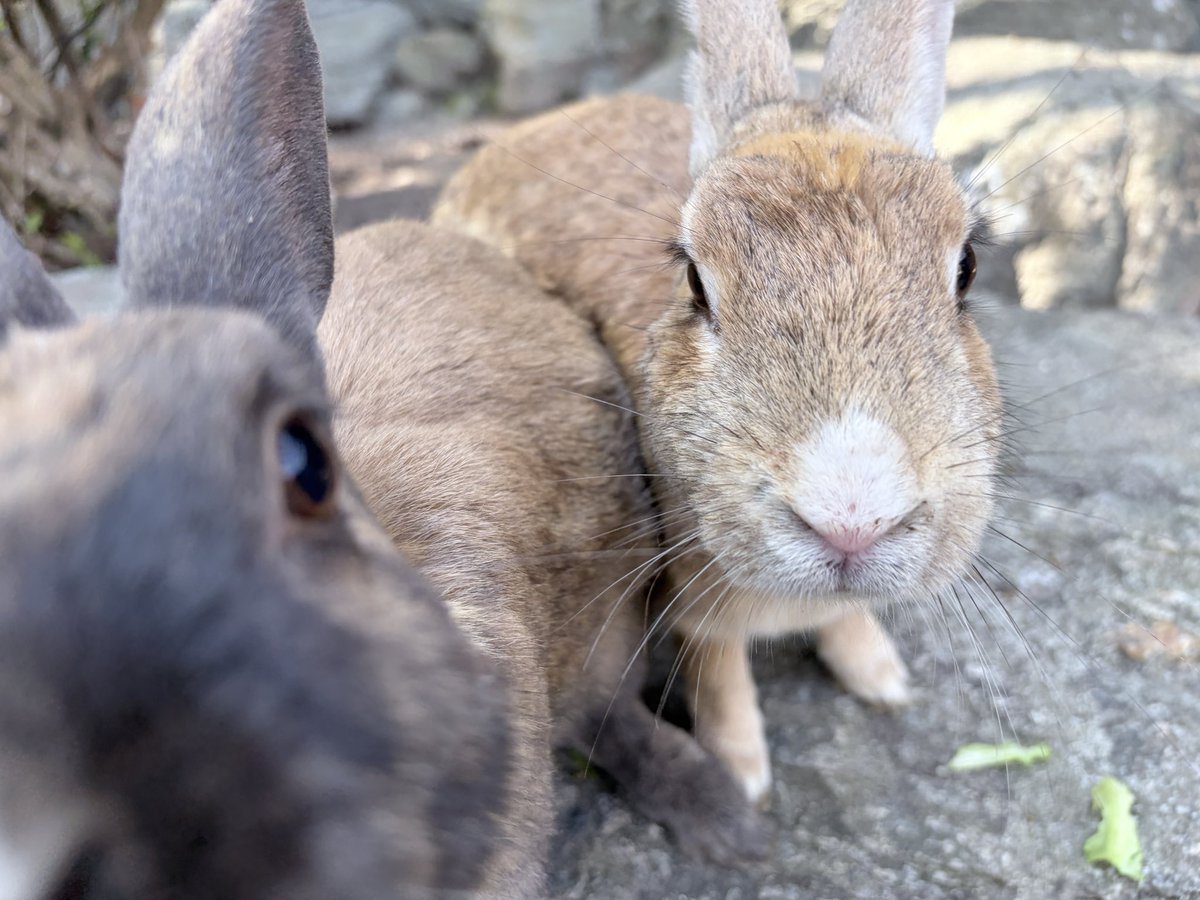 今日はうさぎの島に行ってきたよ🐇🐰
#レブル250