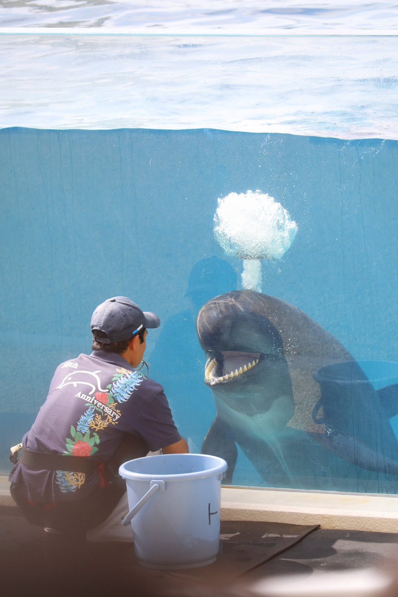 鯨伏 純 tweet media