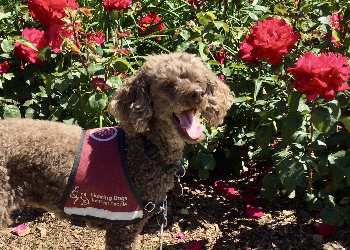 Hearing Dogs for Deaf People tweet media
