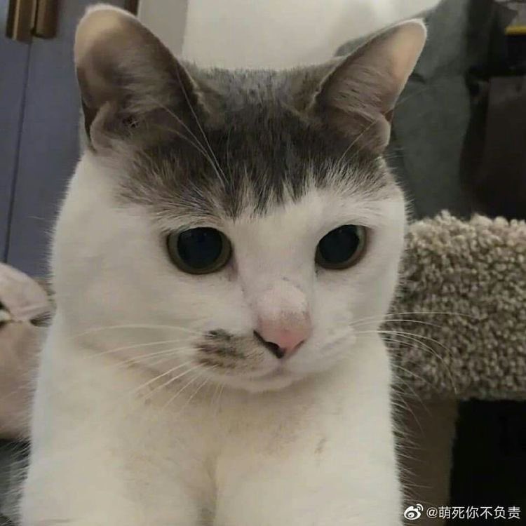 고양이 닮았네 ㅎ