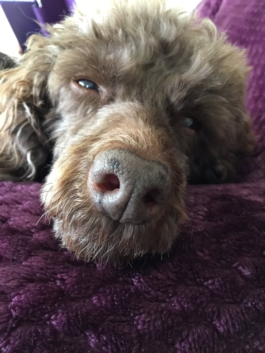 Hearing Dogs for Deaf People tweet media