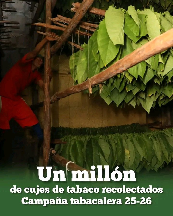 La campaña tabacalera en Artemisa supera el millón de cujes de tabaco recolectados. Esta cifra no solo representa la magnitud de la cosecha, sino el esfuerzo colectivo de cada trabajador en el campo.

✍️ABT Lázaro Peña 
 #ArtemisaJuntosSomosMás  #CubaSoberana