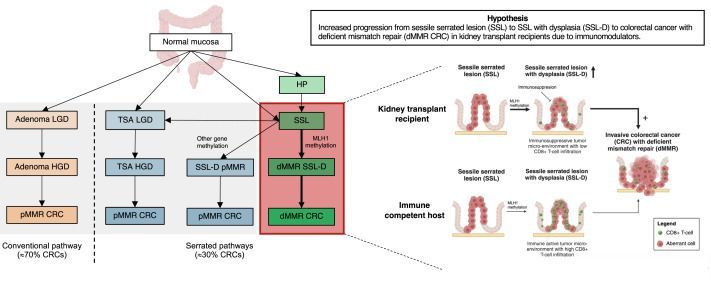 From our March issue, "Risk of deficient mismatch repair colorectal cancer and precursors after kidney transplantation: A nationwide study," by Zwart et al
doi.org/10.1016/j.ajt.… 
#KidneyTransplant #ColorectalCancer #Transplantation #Immunosuppression #MedTwitter