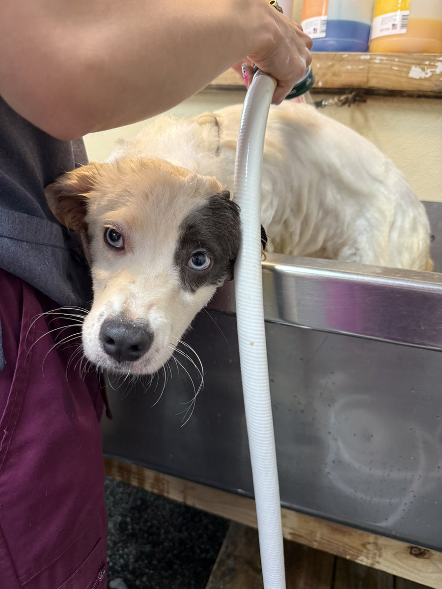 Lola Patolla tweet media