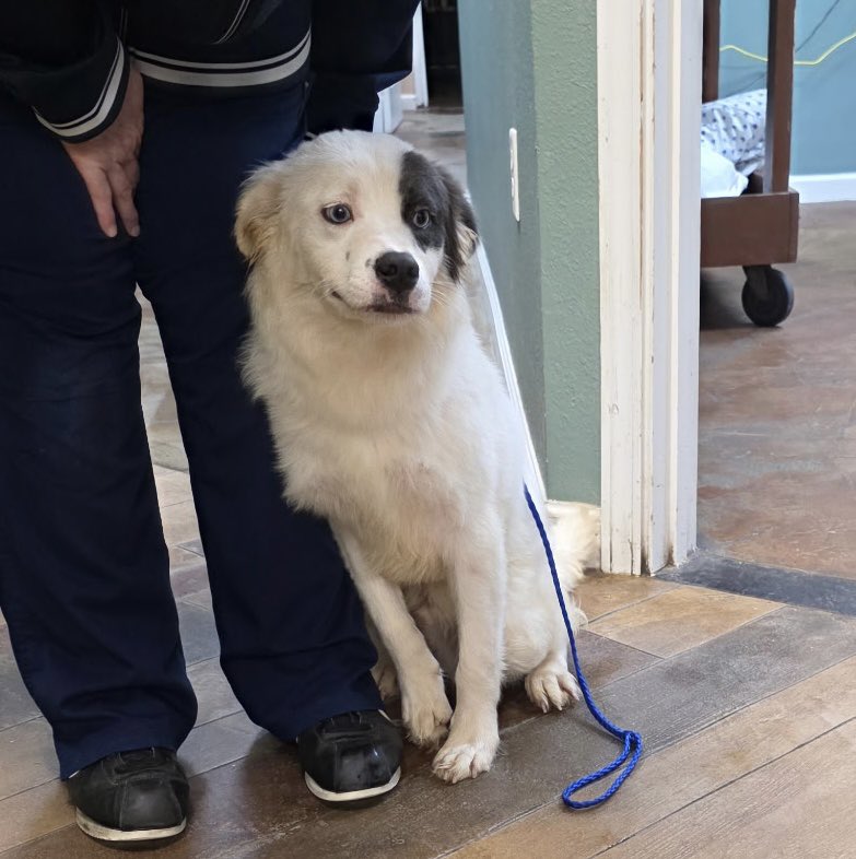 Lola Patolla tweet media