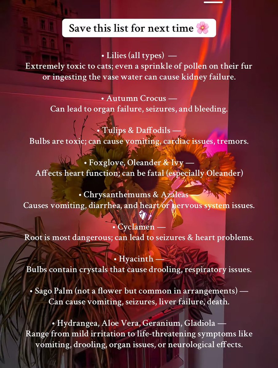 ⋅˚₊‧ ୨୧ ‧₊˚ ⋅ tweet media