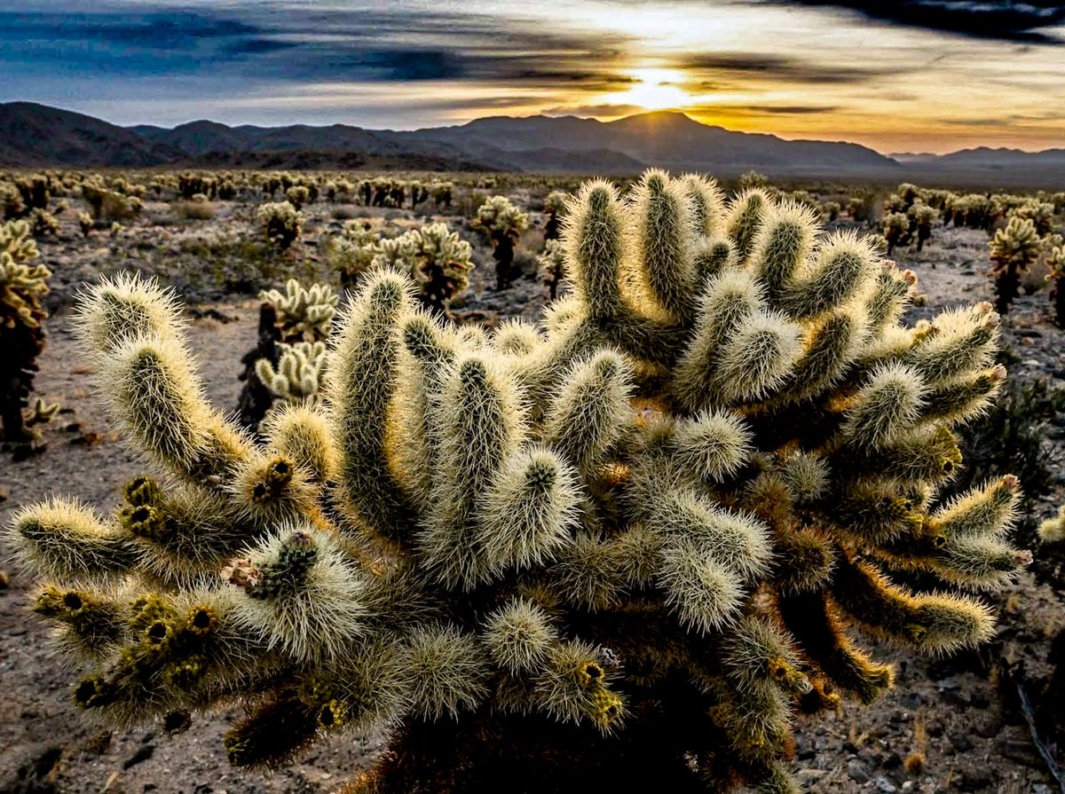 Cosmic Cowboy tweet media