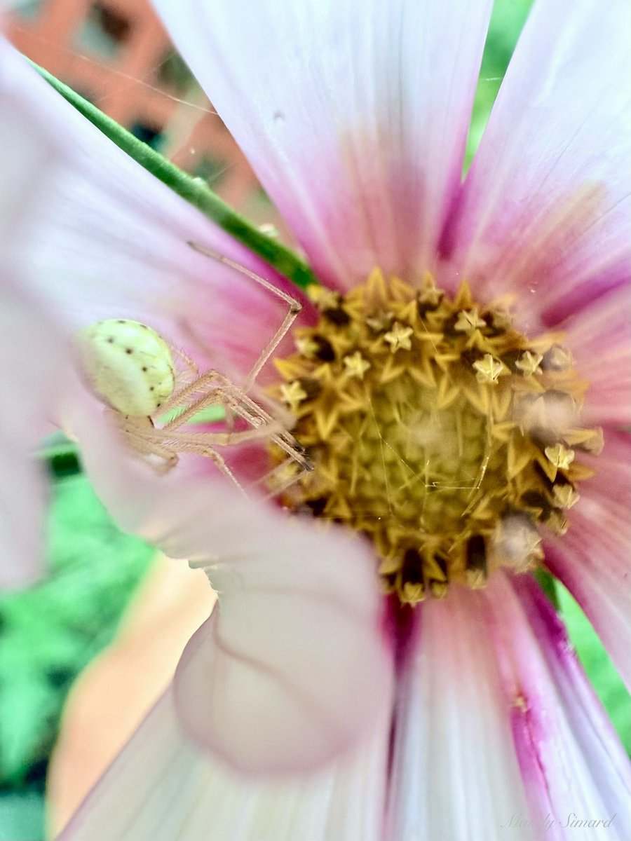 Mandy Simard tweet media