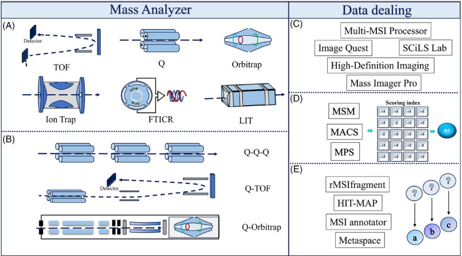 MetwareGlobal's tweet photo. Spatial metabolomics can show where metabolites are in tissue, but identifying what they are is much harder than in LC-MS.
This blog explains a practical MSI identification workflow using accurate mass, MS/MS, spatial patterns, and biological evidence.
https://t.co/krrWf20BFW https://t.co/FHLHlKoE2L