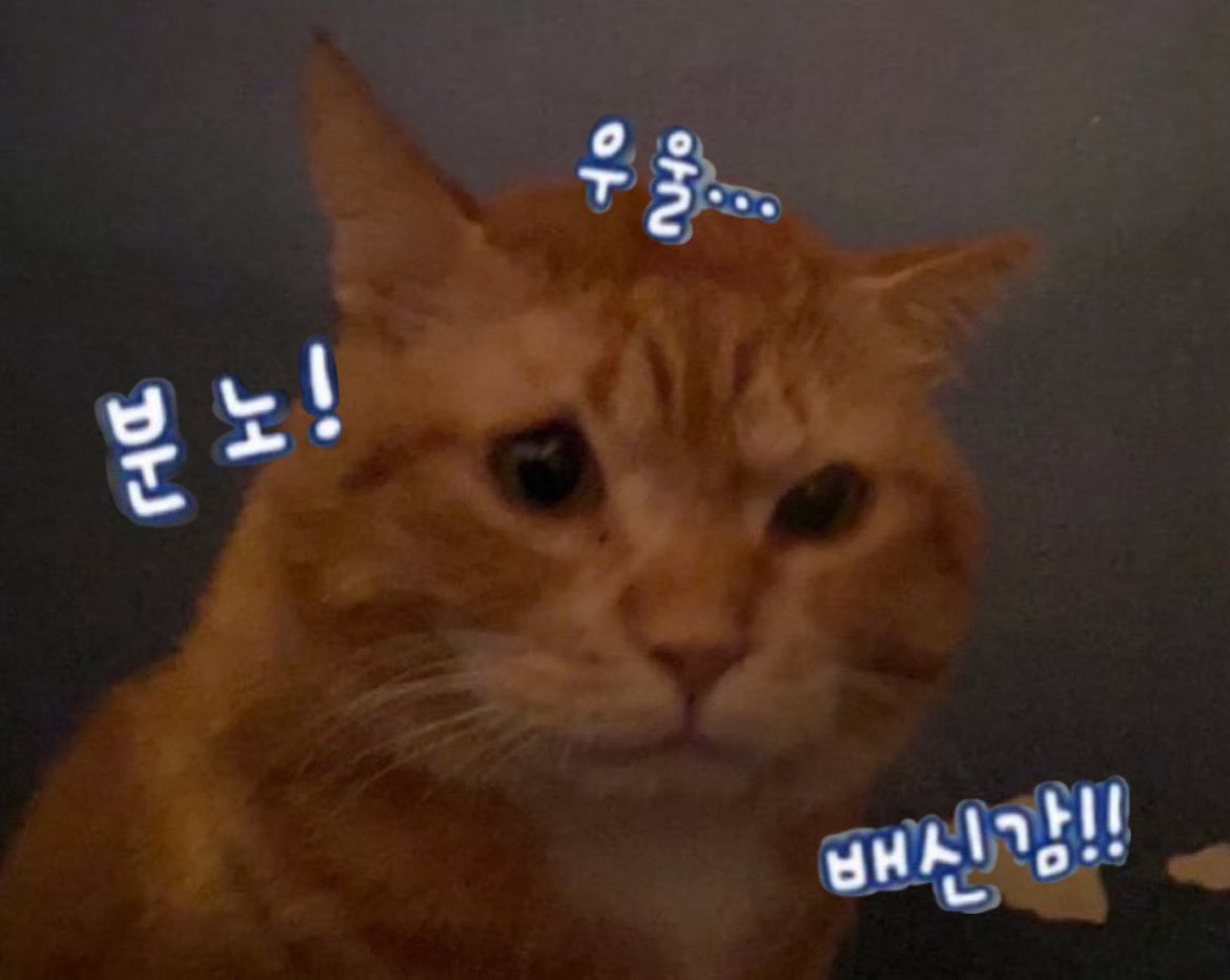 A3용지 tweet media