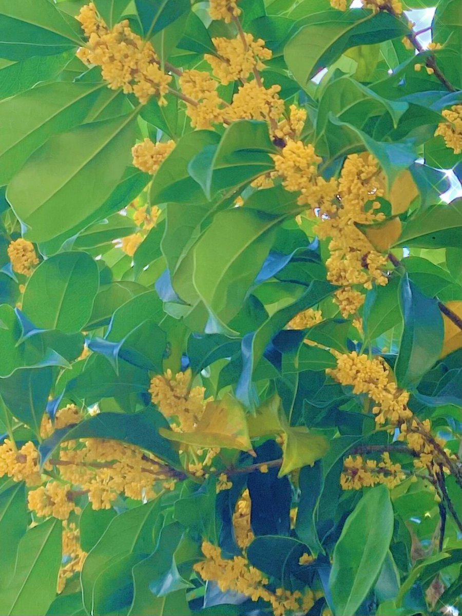 Metin Ünal tweet media