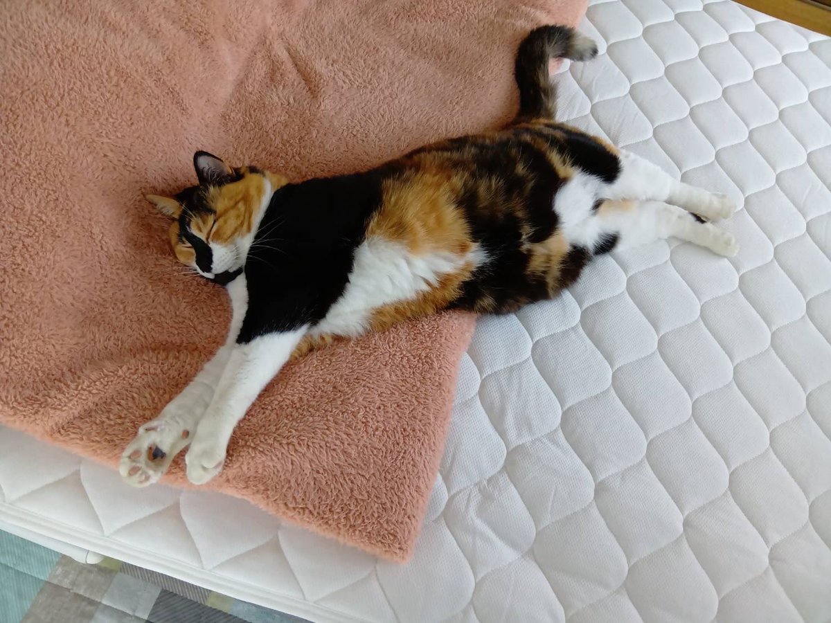 三毛猫はなこ tweet media