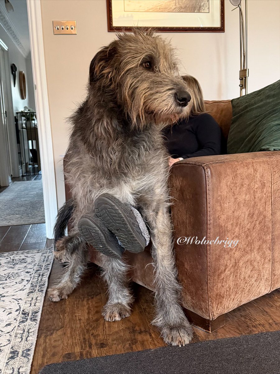 Wolvebrigg Irish Wolfhounds tweet media