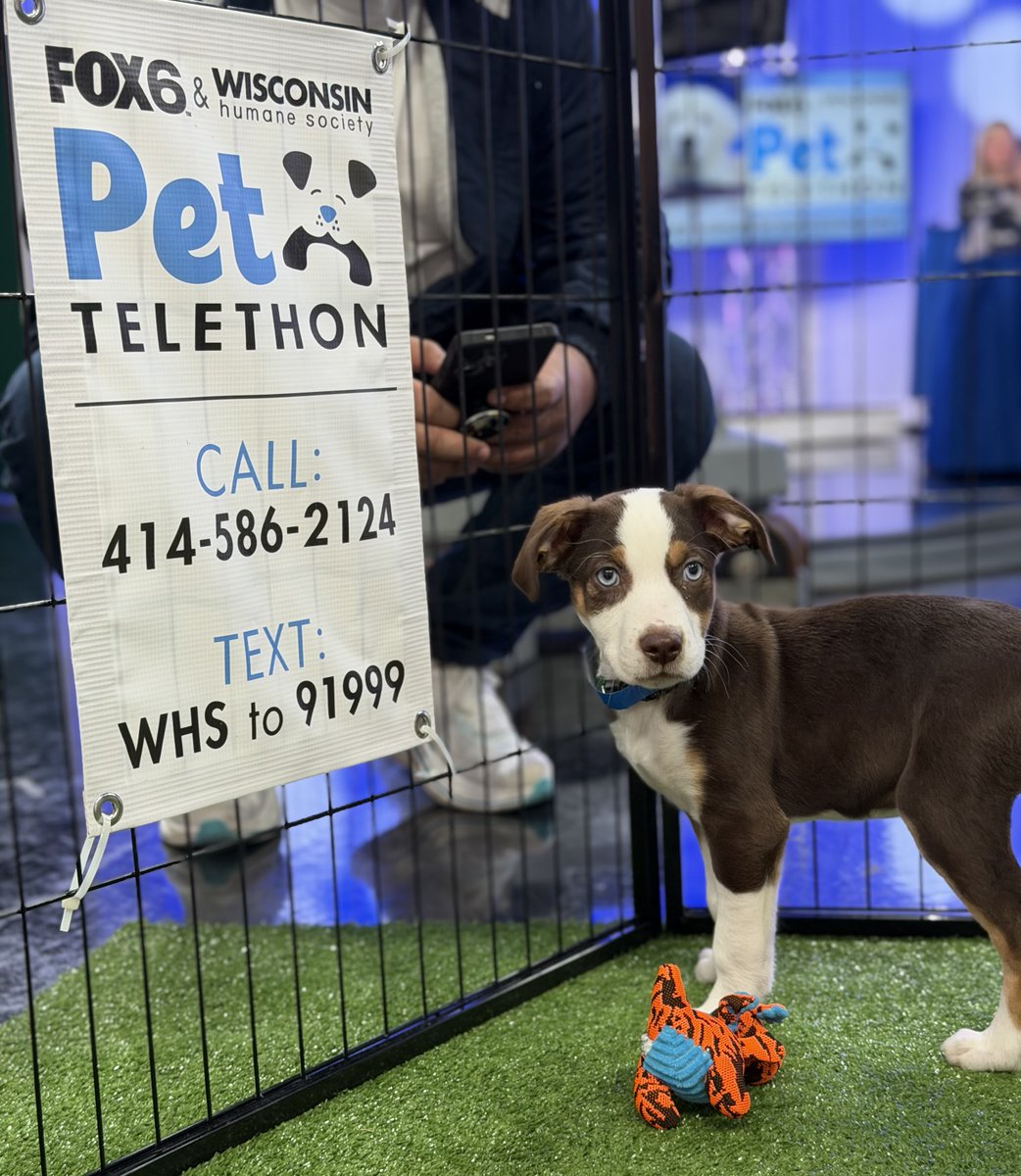 Wisconsin Humane Society tweet media