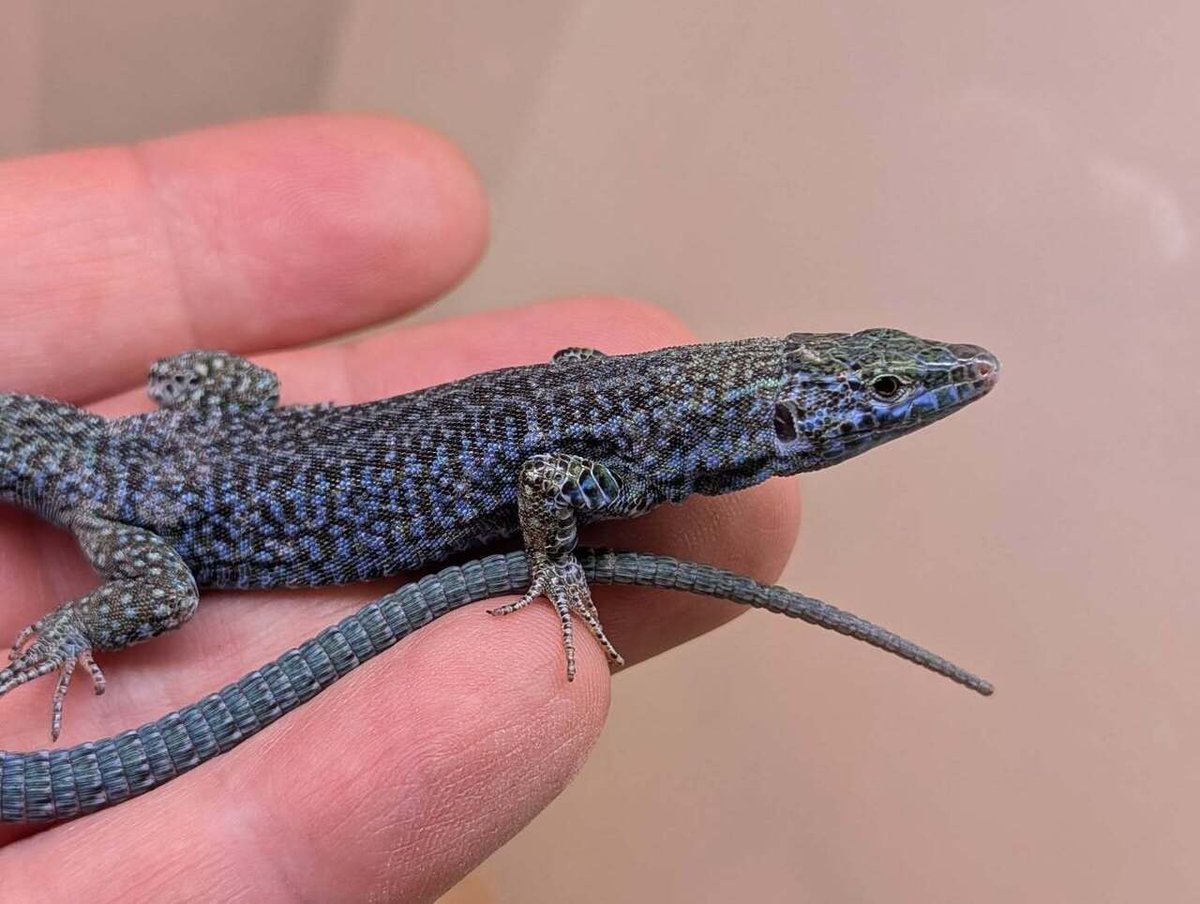 CANDLE ハタノ tweet media