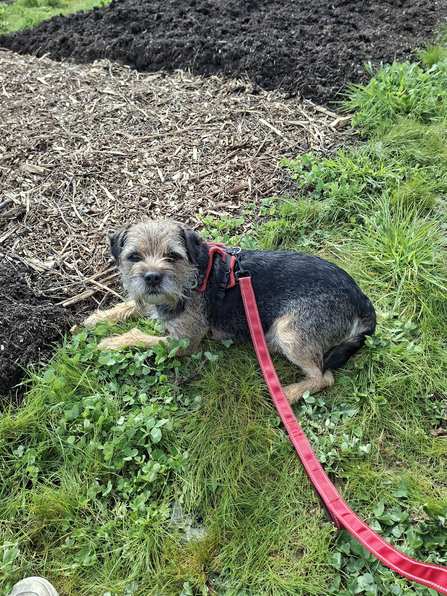 grumpyteen2's tweet photo. Somebody *cough* @Nipper_BT *cough* lost long lead privileges at the allotment by running off to the other side of the site while i was sorting mr reginald out into his carrier https://t.co/dwygDRInpK