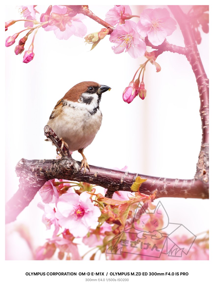 kizaken_44photo's tweet photo. 今日は世界スズメの日。
これからもいつまでもスズメを含め、多くの野鳥が住める環境を大切にしていきたいですね。
---
#ちゅん活 #スズメ #世界スズメの日 https://t.co/aUdvlRVVWM