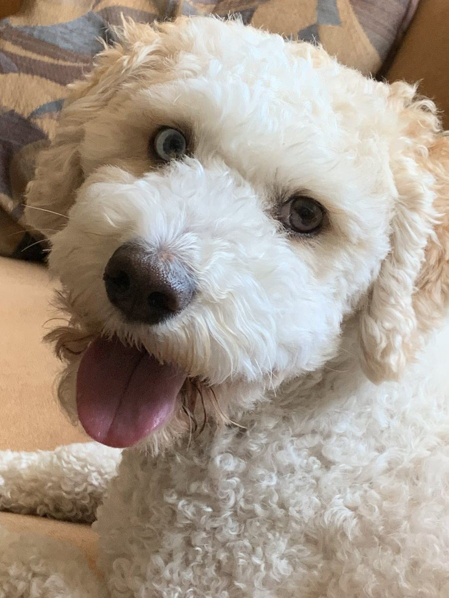 doodledog412's tweet image. Did you know that Canada has a "Sorry" Law: In 2009, Canada passed the Apology Act, making it so that saying "sorry" cannot be used as an admission of guilt in court? 🐶 #FunFactsFriday