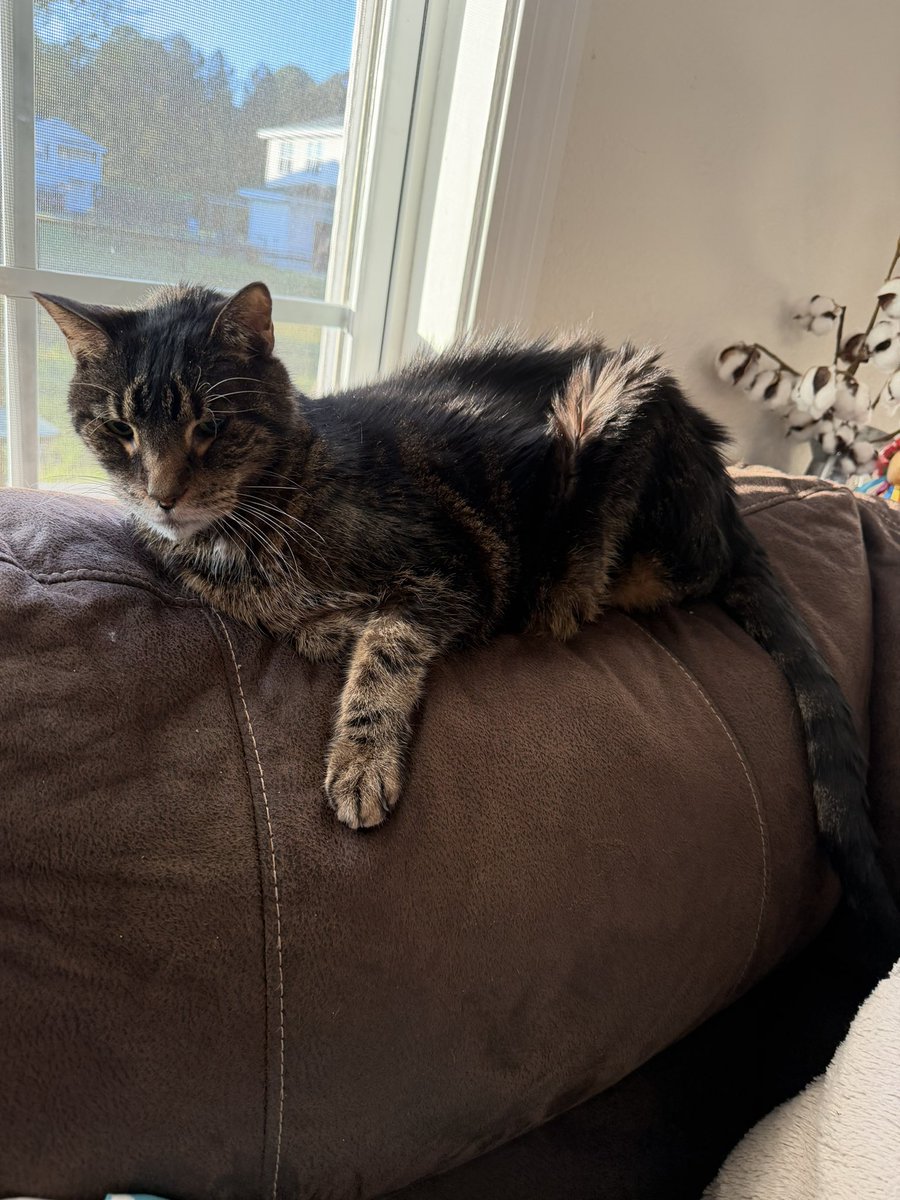 LoisAceLane tweet media