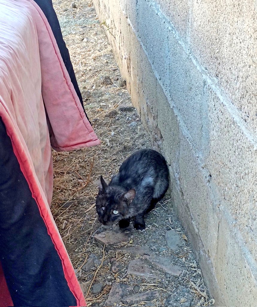 🐾 AnimalLover 🐾 Difusión ☀️ tweet media