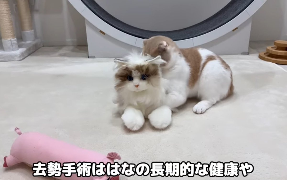 もちまる日記
