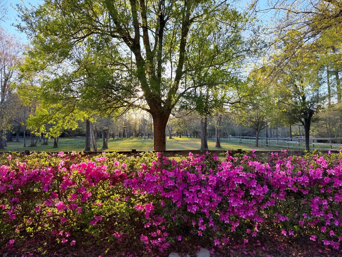 David Nola tweet media