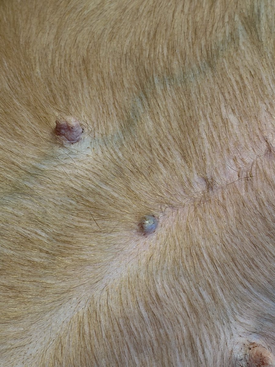 Δ Ozzimo tweet media