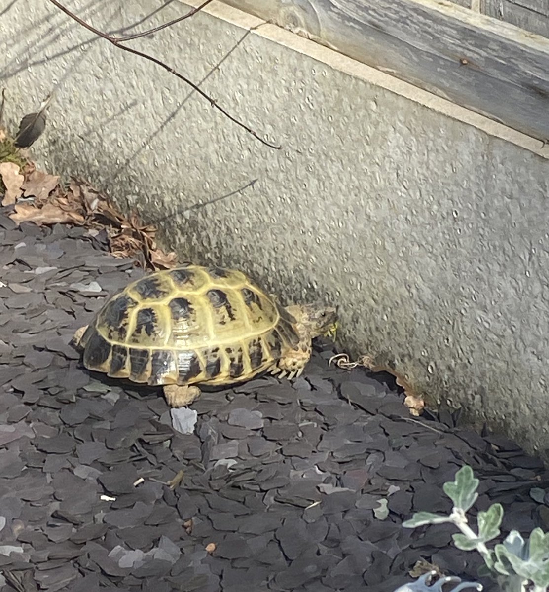 Albie the tortoise 🐢 tweet media