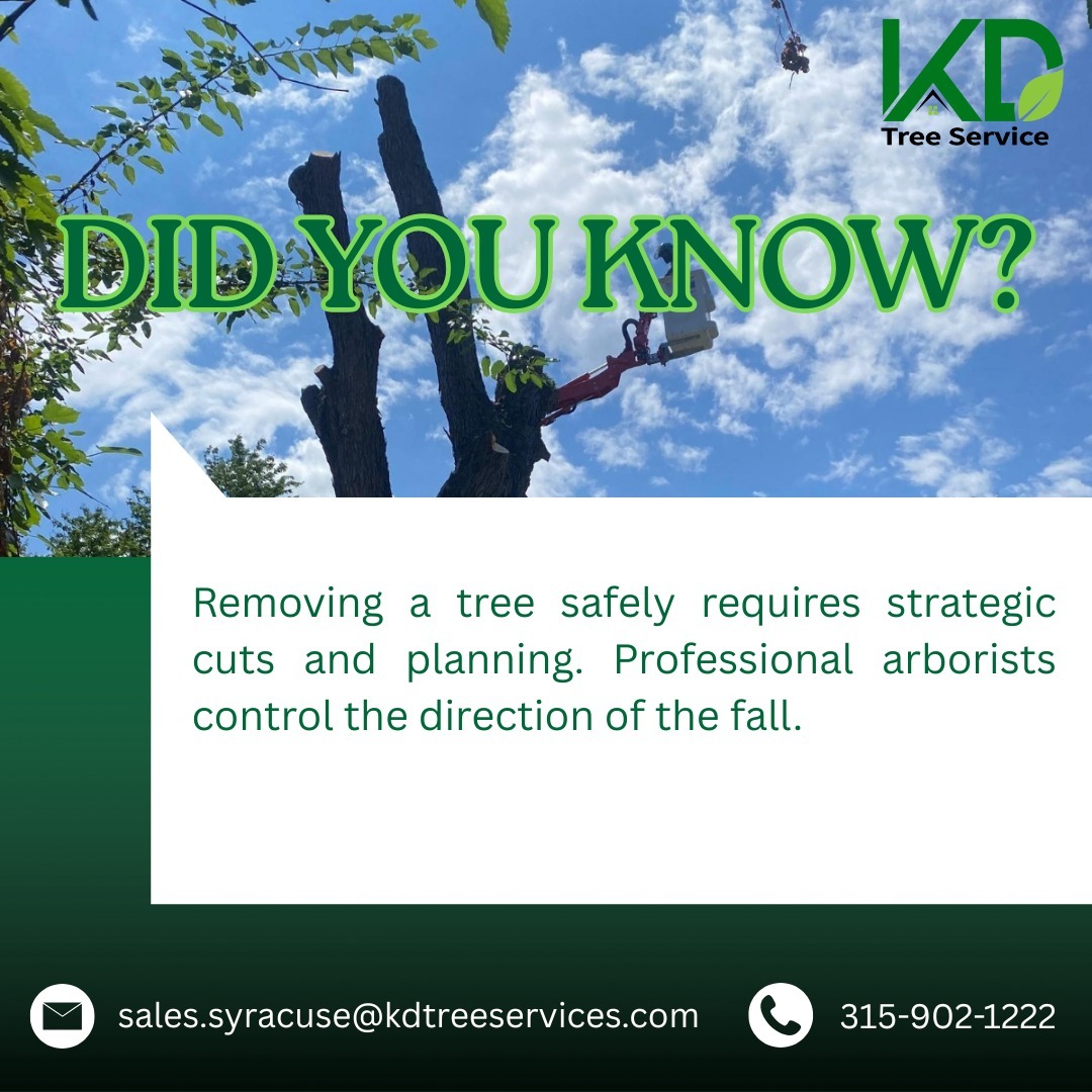kdtreesyracuse's tweet photo. Here’s something you might not know 👇
Safe tree removal isn’t just cutting; it’s all about precision, planning, and controlling every move. 🌳
#KDTreeService #TreeCare #TreeTrimming #TreeRemoval #TreeMaintenance #HealthyTrees #TreeSafety #Arborist #YardSafety #PropertyCare🌳 https://t.co/HH8Mz9eASj