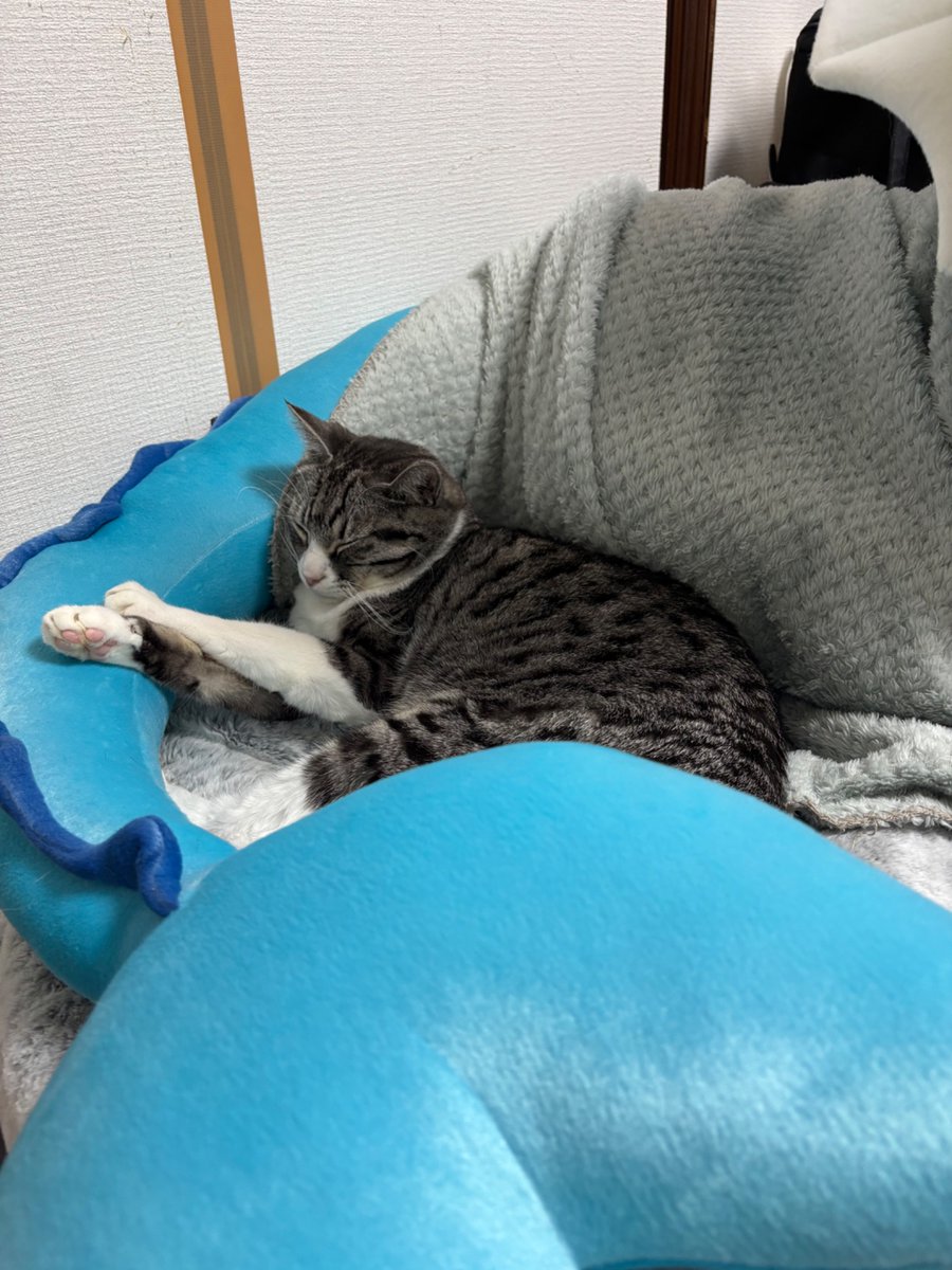 rauru314's tweet photo. 等身大シャワーズ気に入ったらしい https://t.co/QI6mj3oXSr