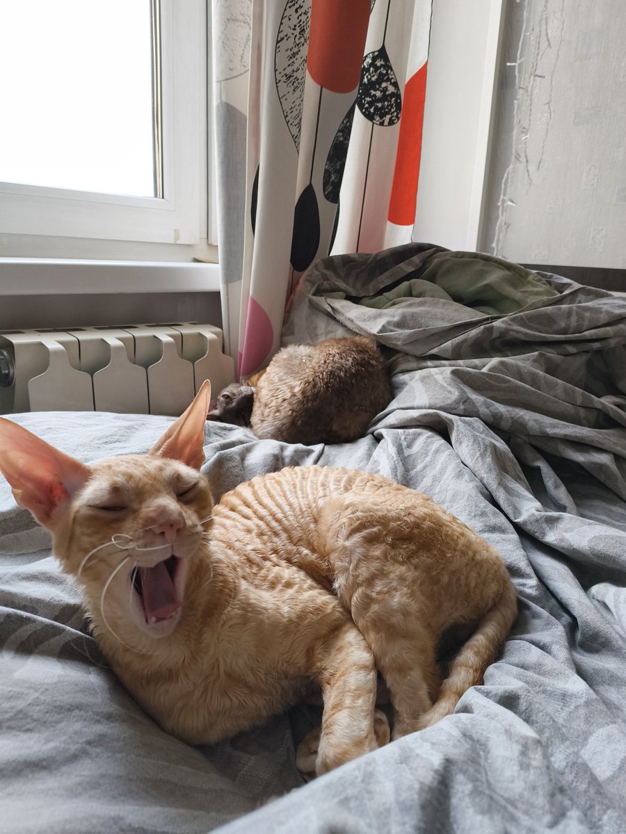 geek princess tweet media