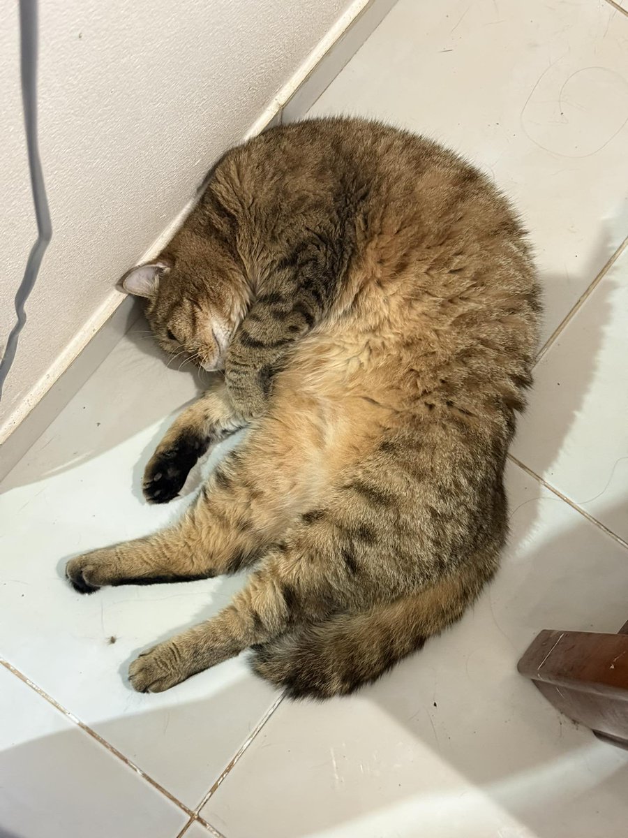 translated cats tweet media